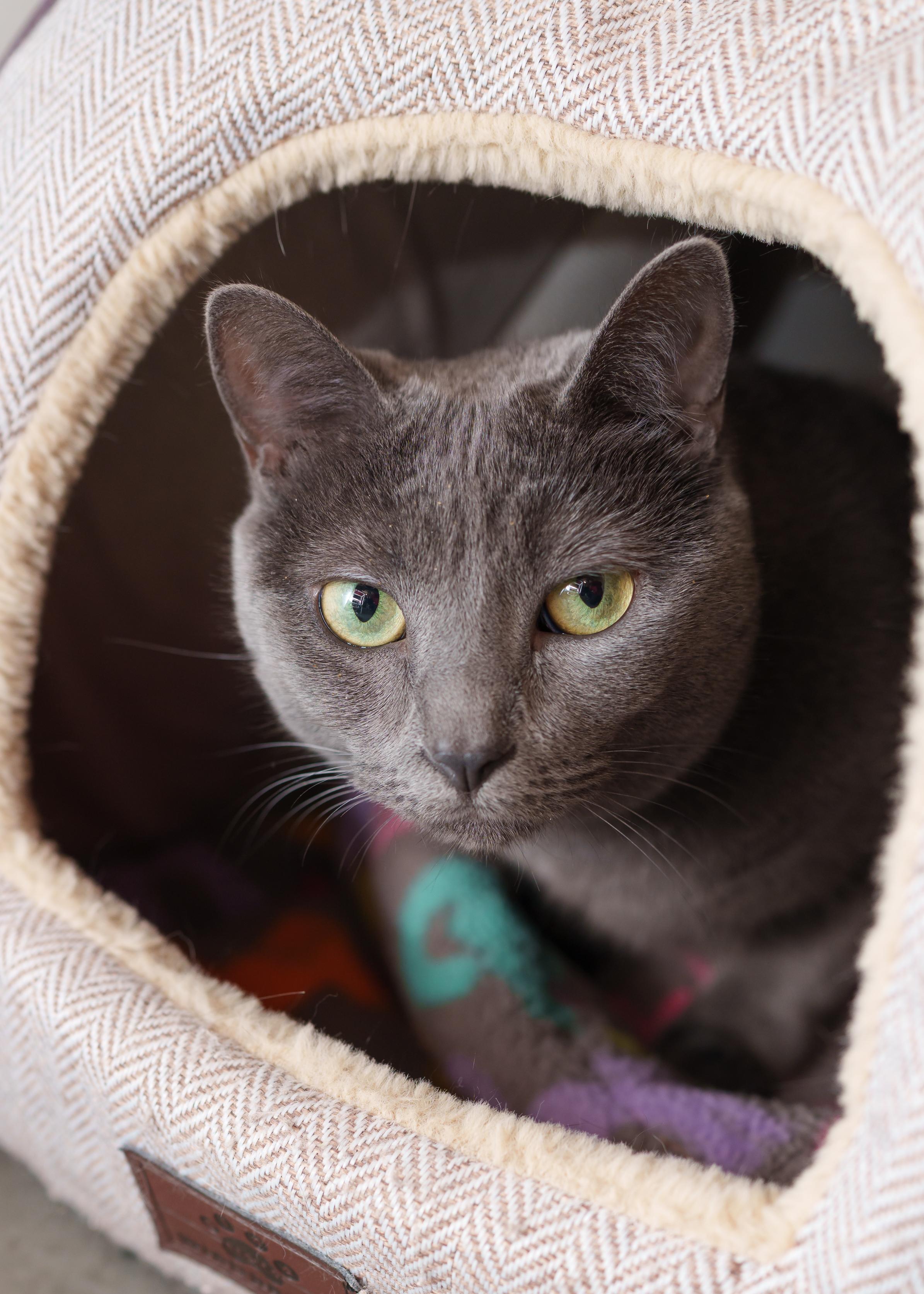 Skye, a ADOPTABLE Domestic Short Hair in Boise, ID image 3/5