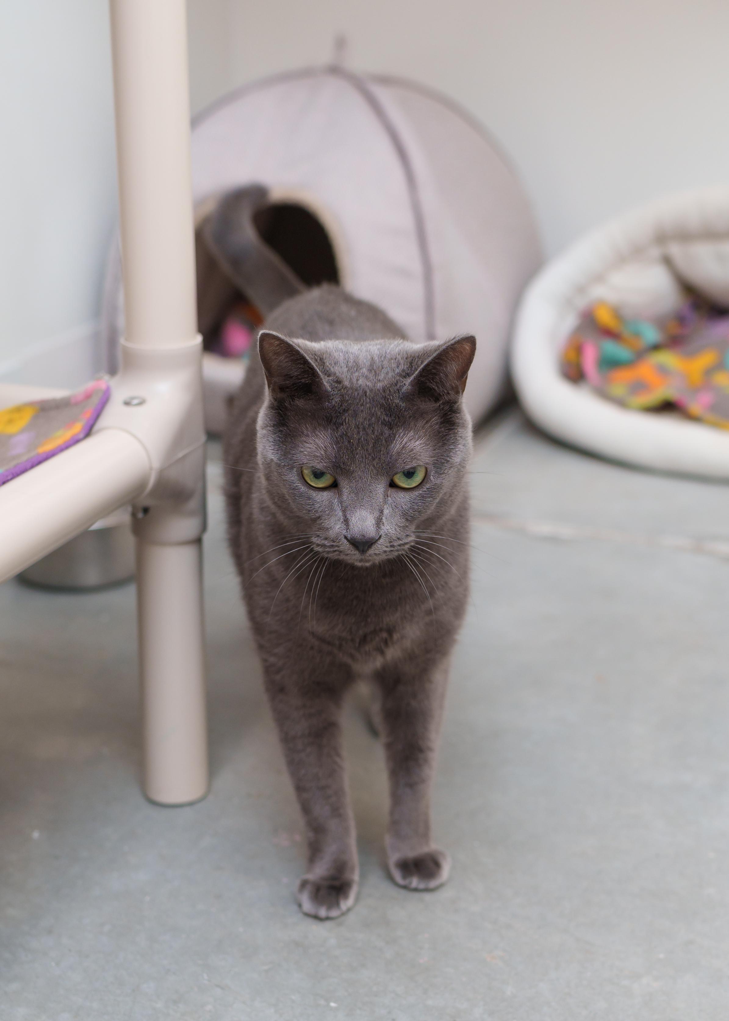 Skye, a ADOPTABLE Domestic Short Hair in Boise, ID image 4/5