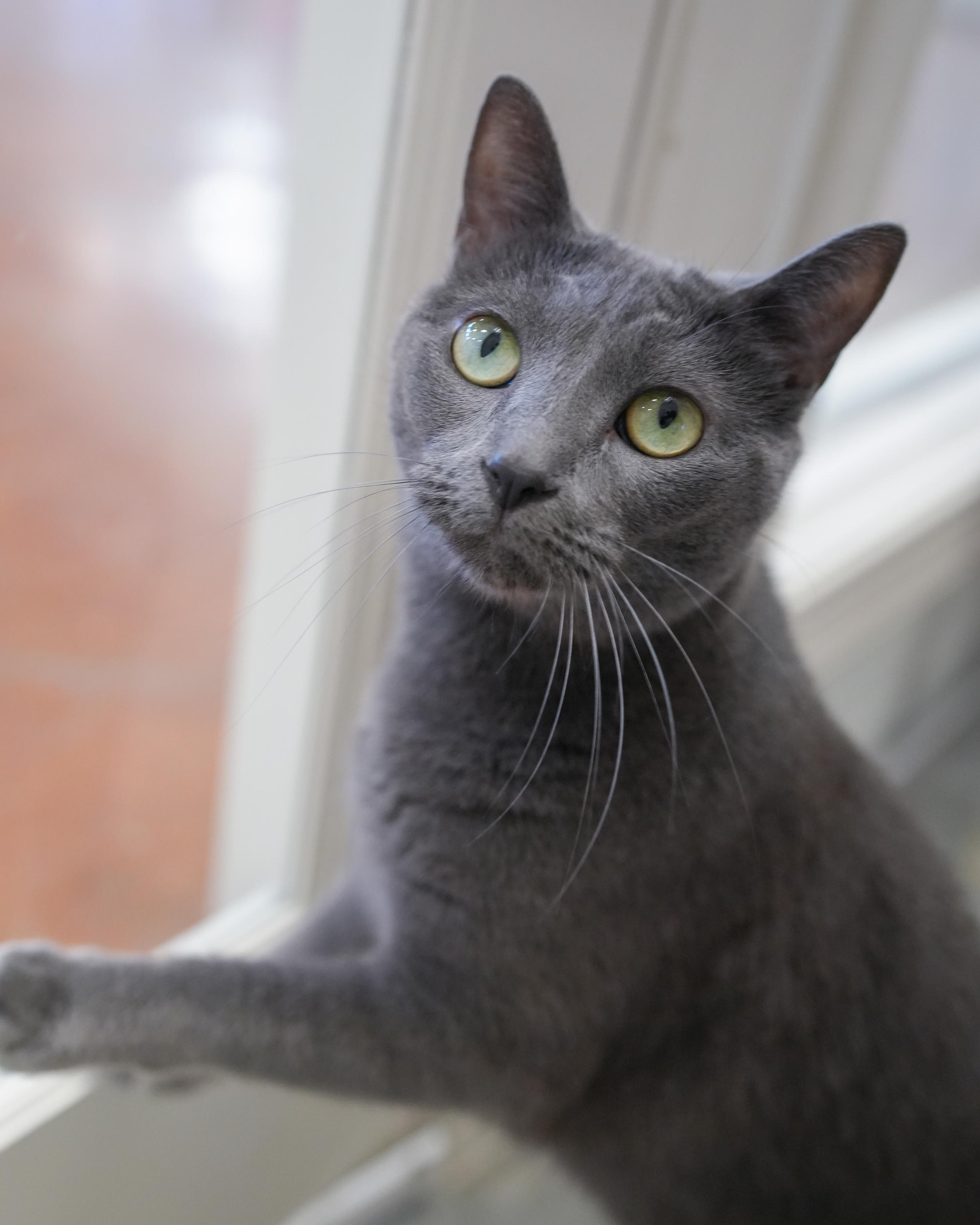 Skye, ADOPTABLE, Adult Female Domestic Short Hair.