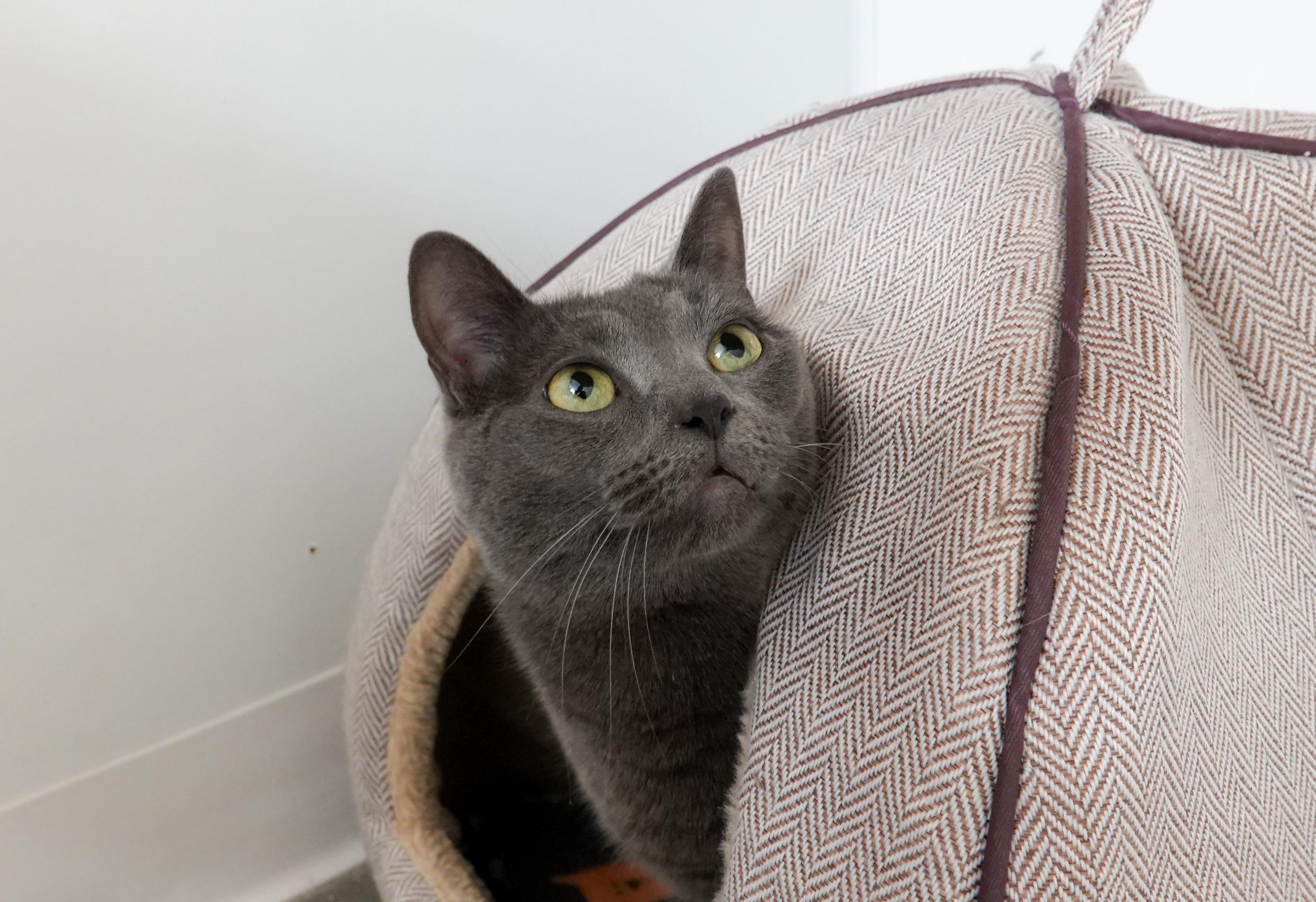 Skye, a ADOPTABLE Domestic Short Hair in Boise, ID image 5/5