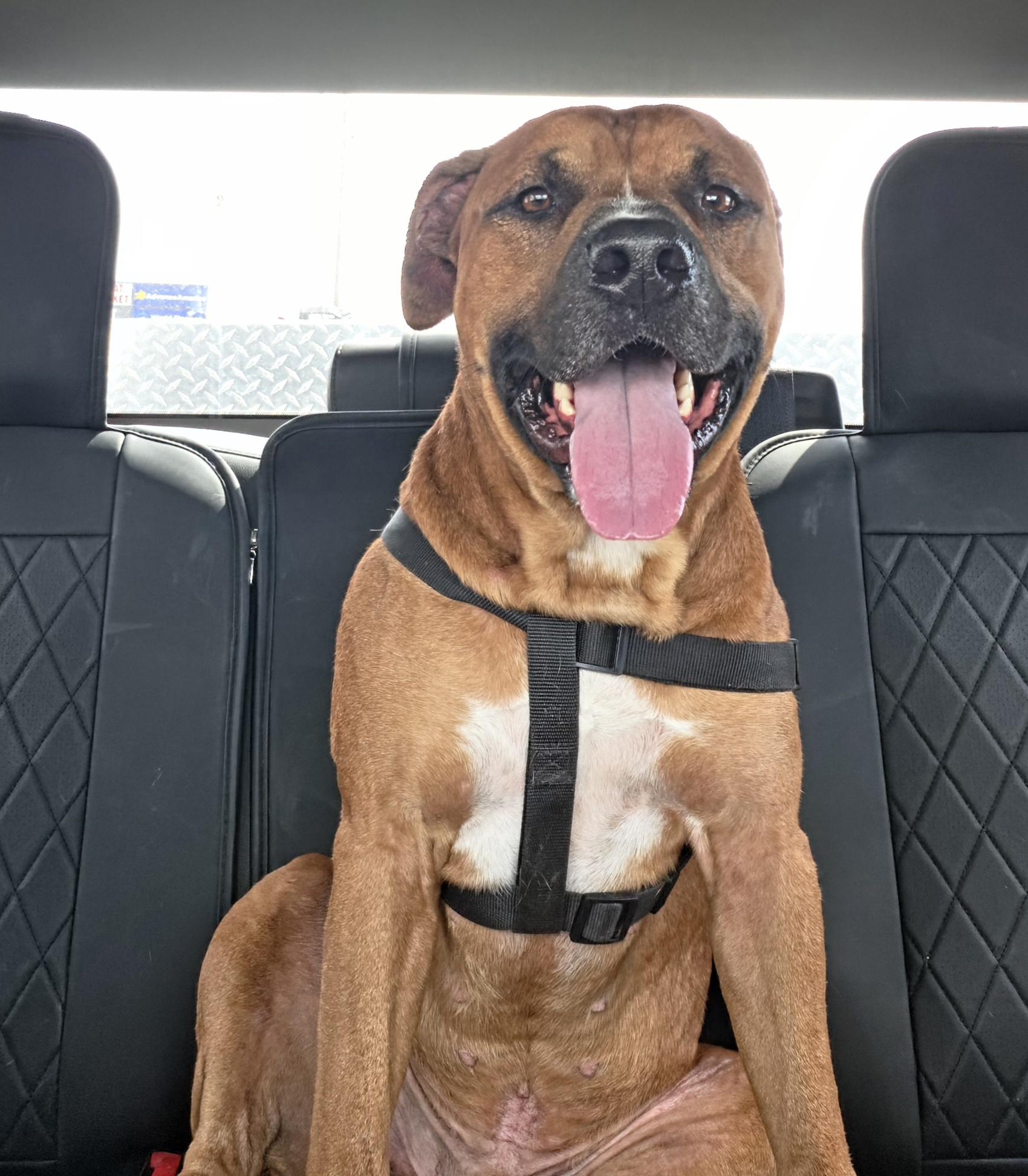 Genghis, a ADOPTABLE mixed breed in Oklahoma City, OK image 3/5