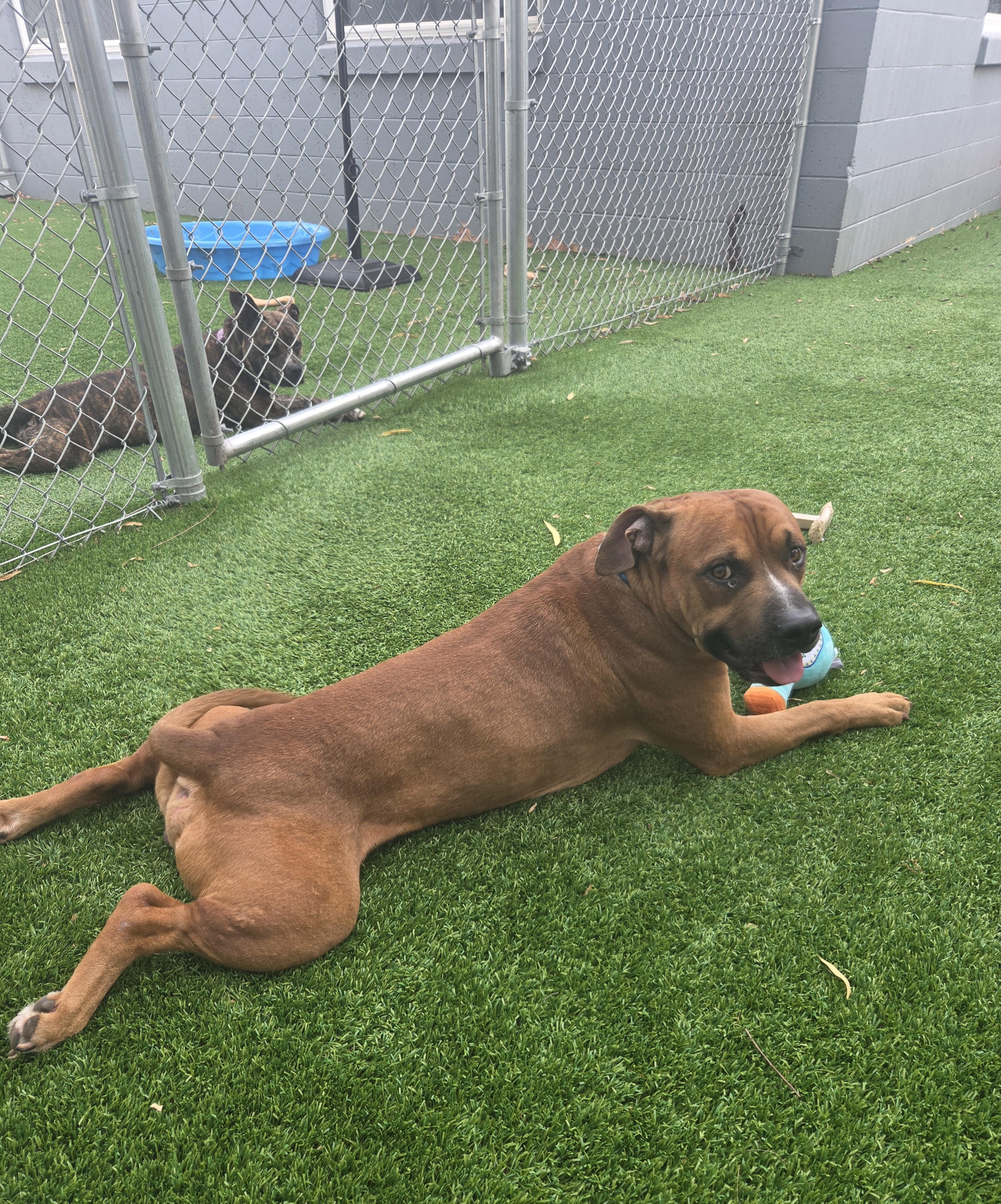 Genghis, ADOPTABLE, Adult Male Mastiff & American Staffordshire Terrier.