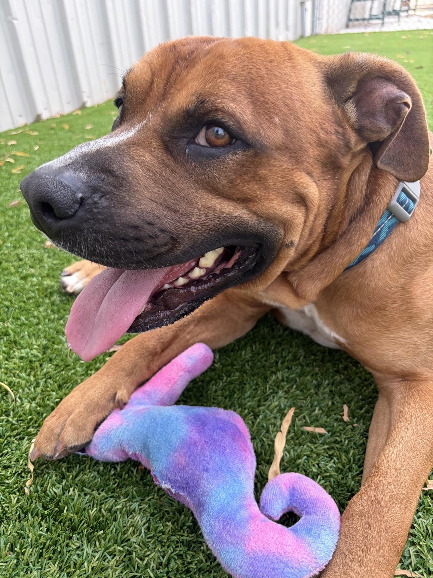 Enlarge Genghis, a Adoptable mixed breed in Oklahoma City, OK image 1/6