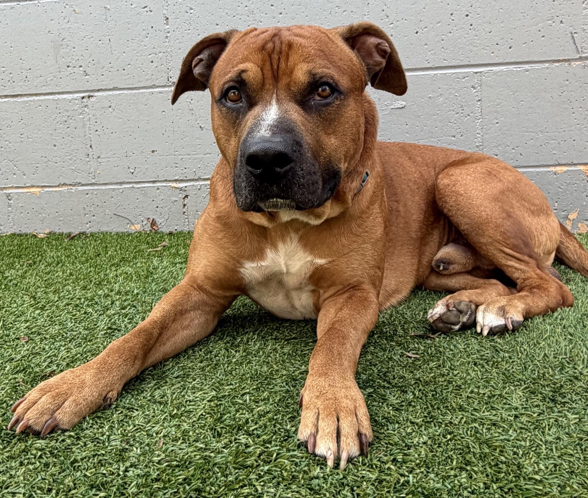 Genghis, a ADOPTABLE mixed breed in Oklahoma City, OK image 4/5