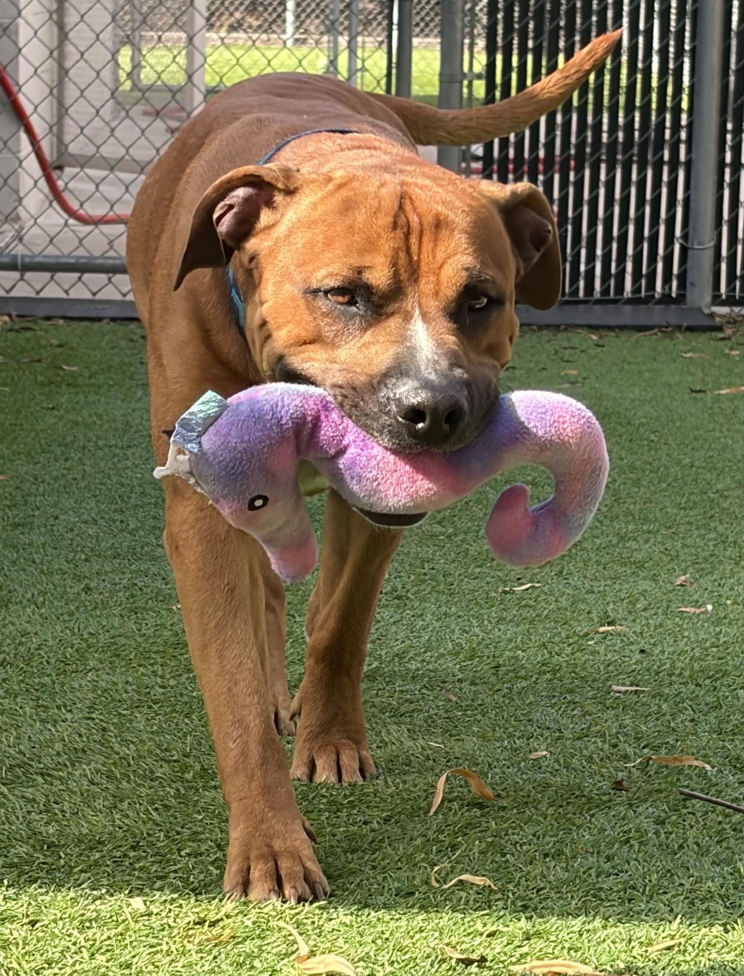 Enlarge Genghis, a Adoptable mixed breed in Oklahoma City, OK image 6/6