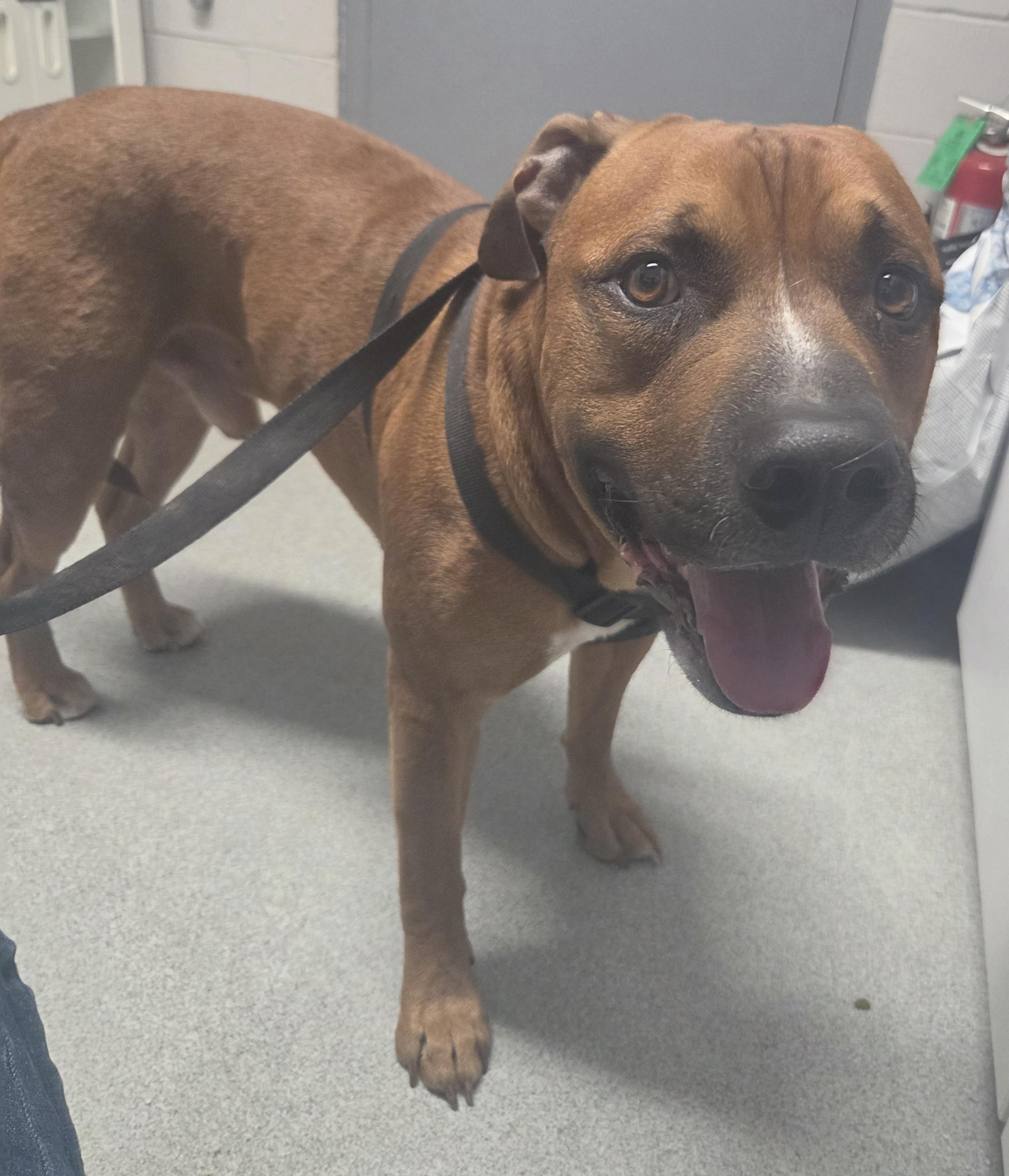 Genghis, a ADOPTABLE mixed breed in Oklahoma City, OK image 2/5