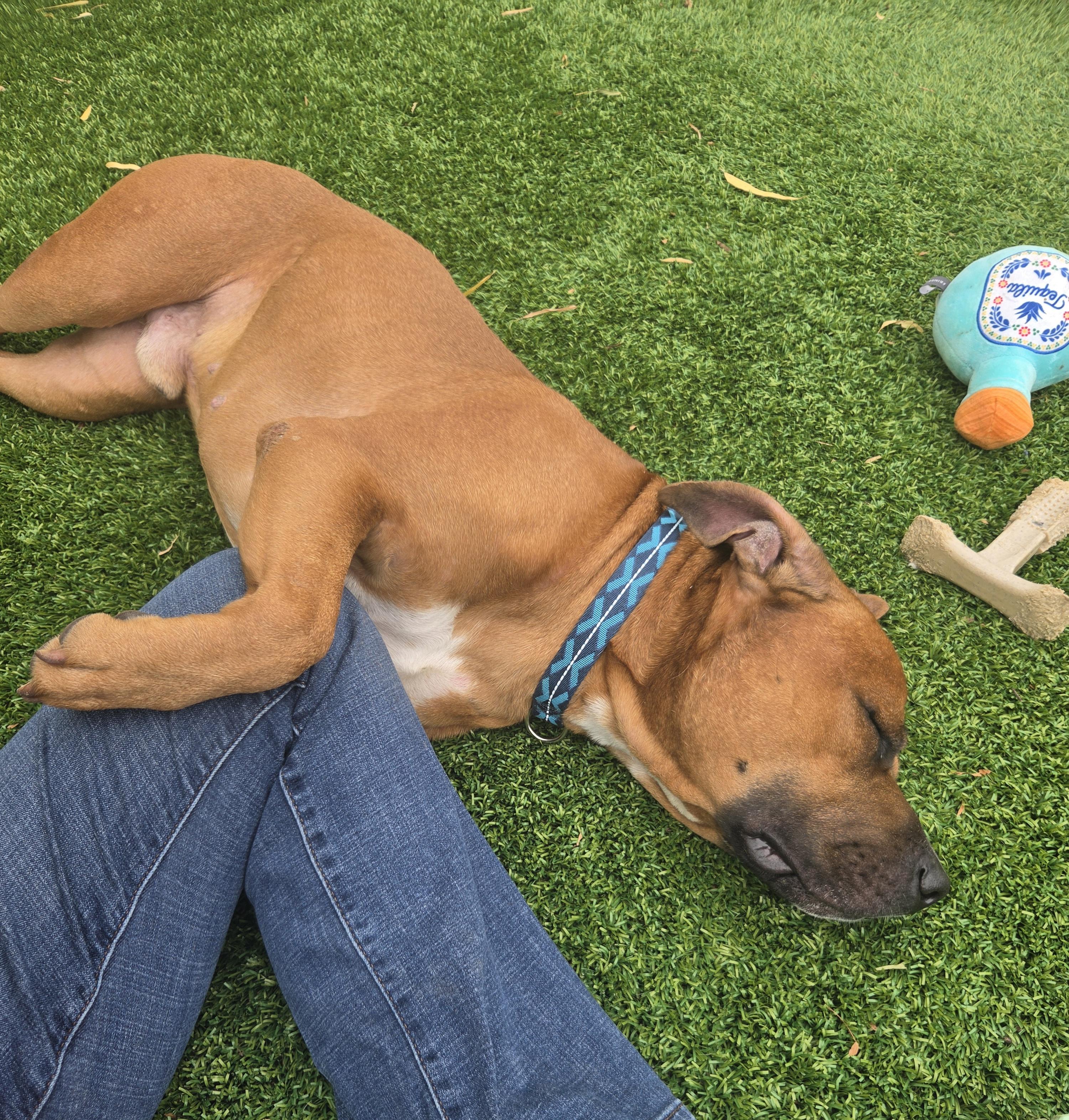 Genghis, a ADOPTABLE mixed breed in Oklahoma City, OK image 5/5