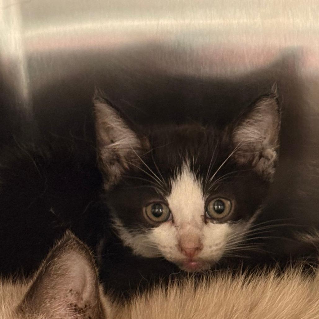 Boba, Adoptable, Kitten Female Siamese.