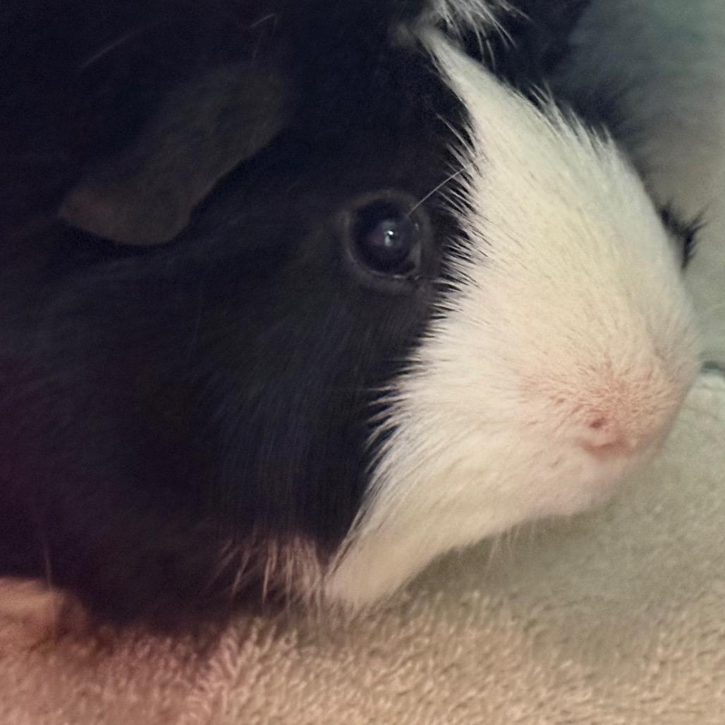 Peep, Adoptable, Young Male Guinea Pig.