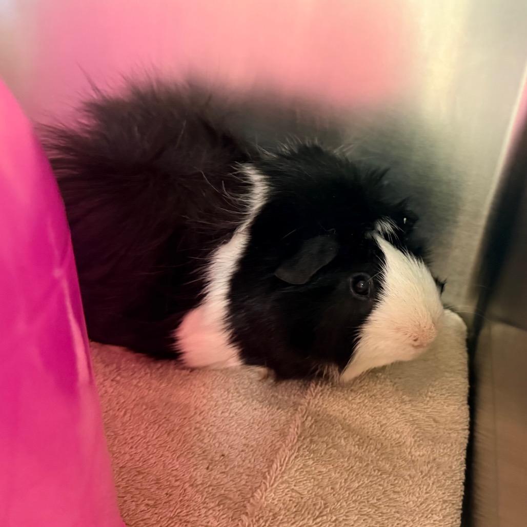 Peep, a Adoptable Guinea Pig in Cheyenne, WY image 2/2