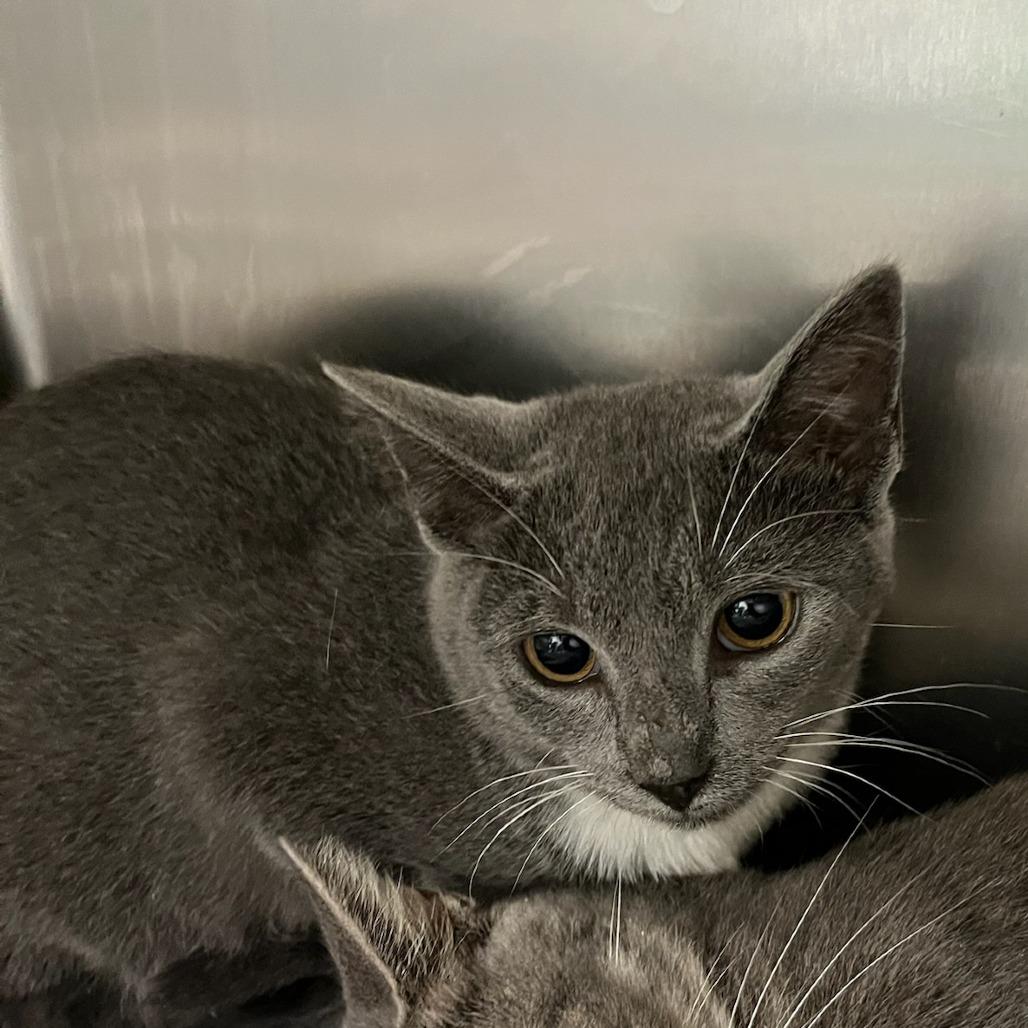 Enlarge Pastrami, a Adoptable Domestic Short Hair in Charlottesville, VA image 1/2