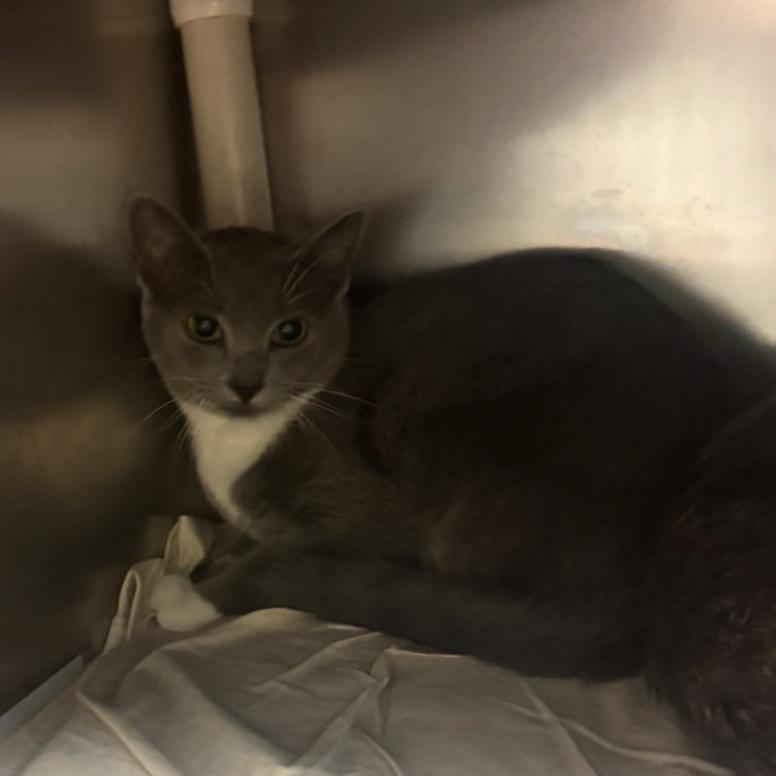 Enlarge Pastrami, a Adoptable Domestic Short Hair in Charlottesville, VA image 2/2