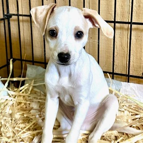 Yang, Adoptable, Puppy Male Mixed Breed.