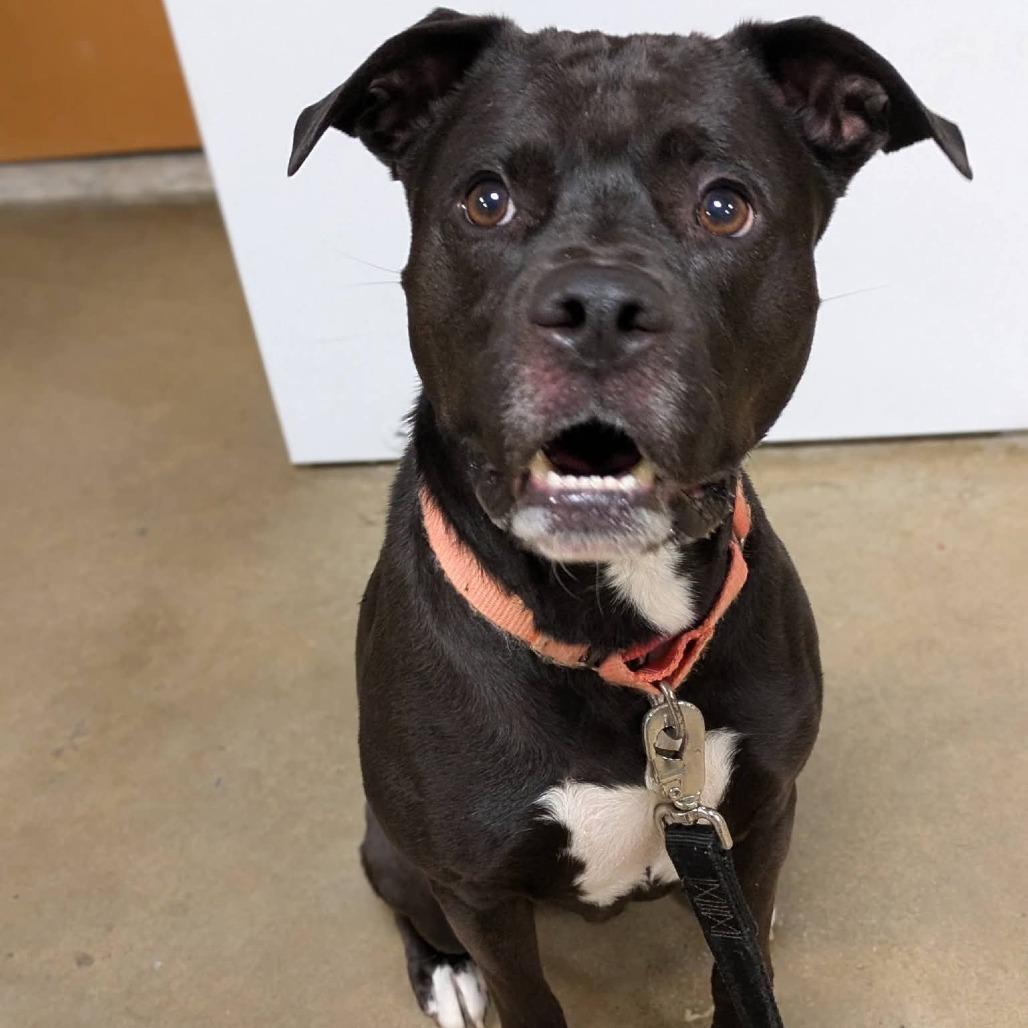 Rocky, Adoptable, Adult Male Pit Bull Terrier.