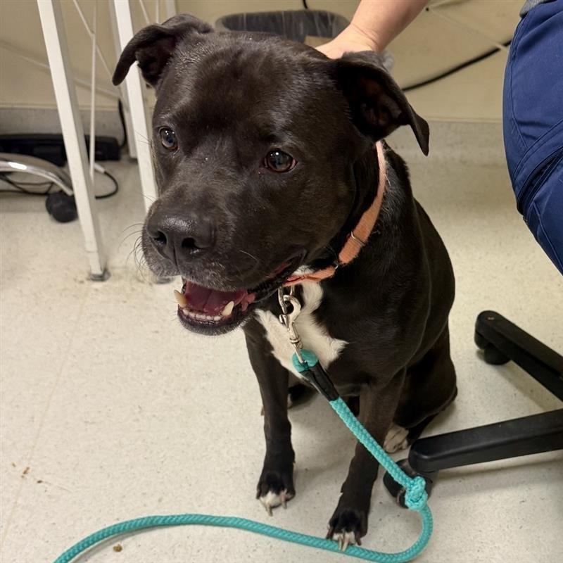 Rocky, Adoptable, Adult Male Pit Bull Terrier.