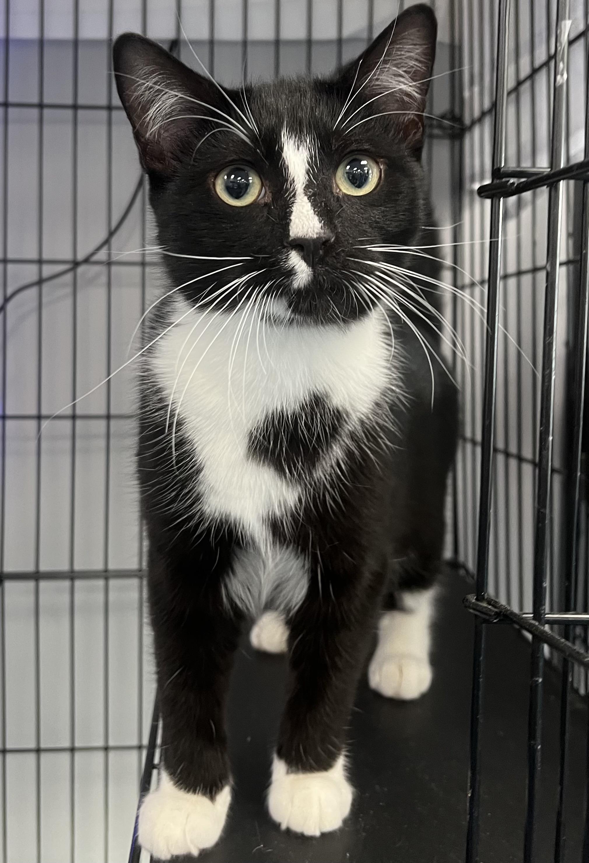 Licorice thumbnail 2