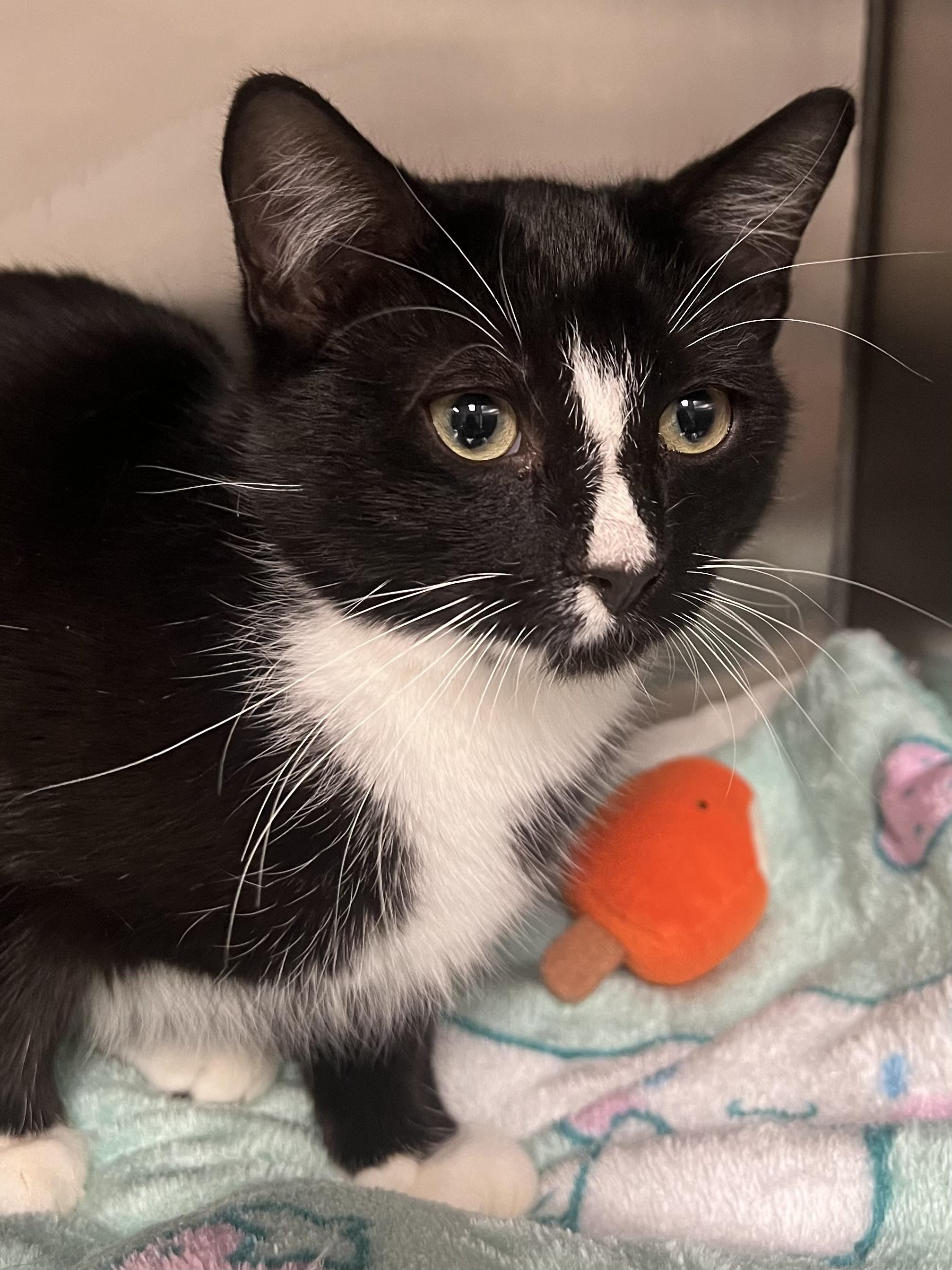 Licorice thumbnail 3