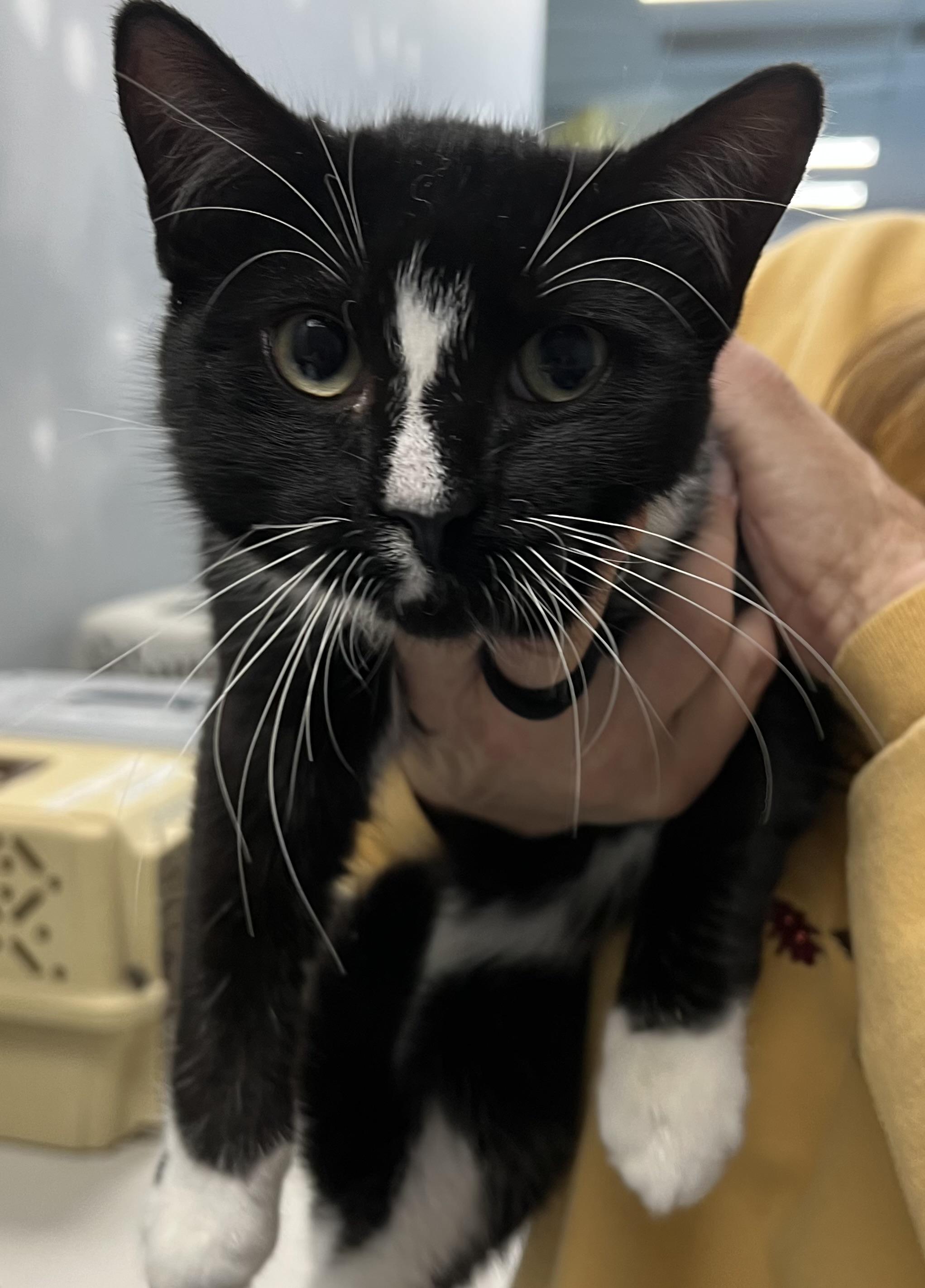 Licorice thumbnail 4