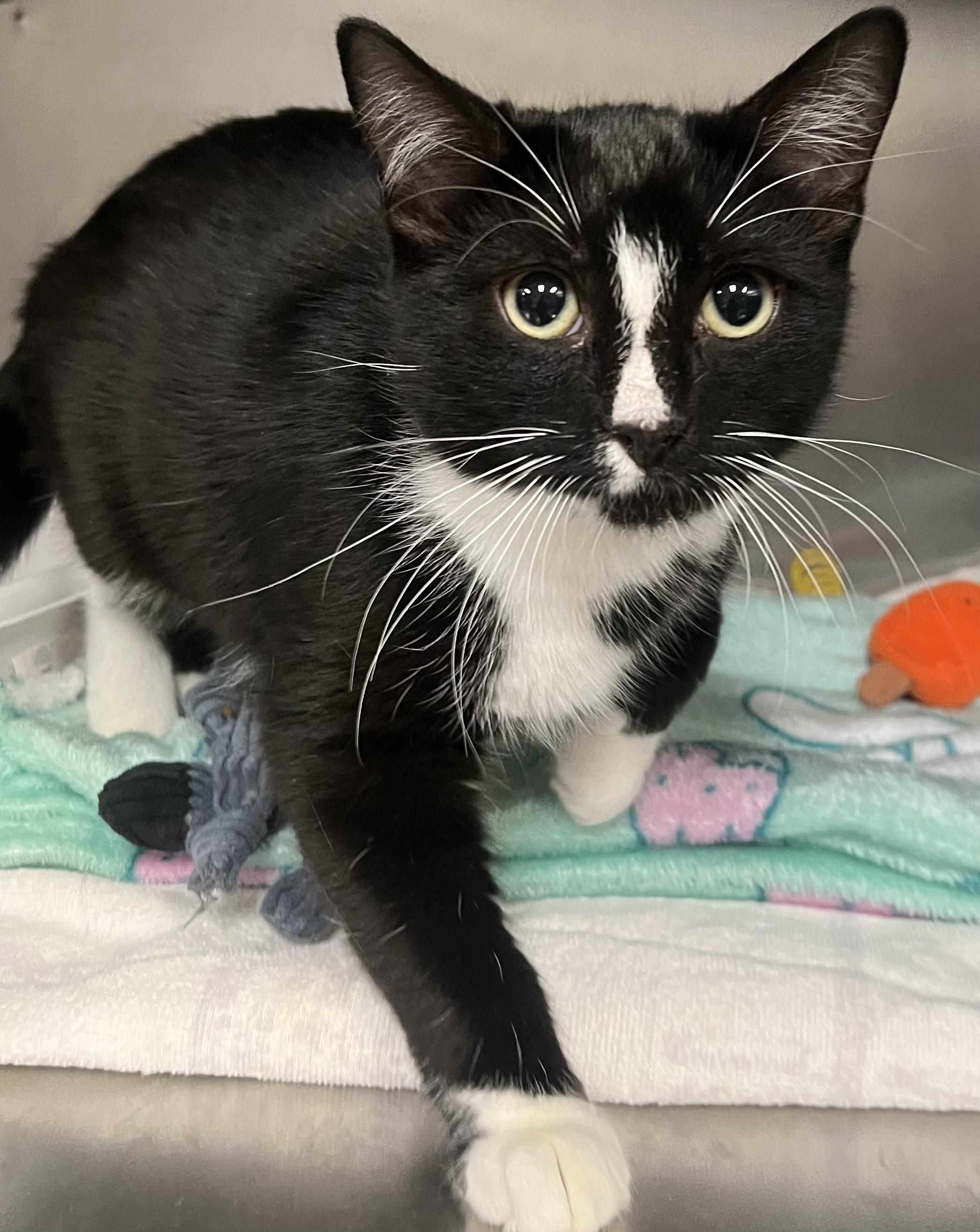 Licorice thumbnail 5