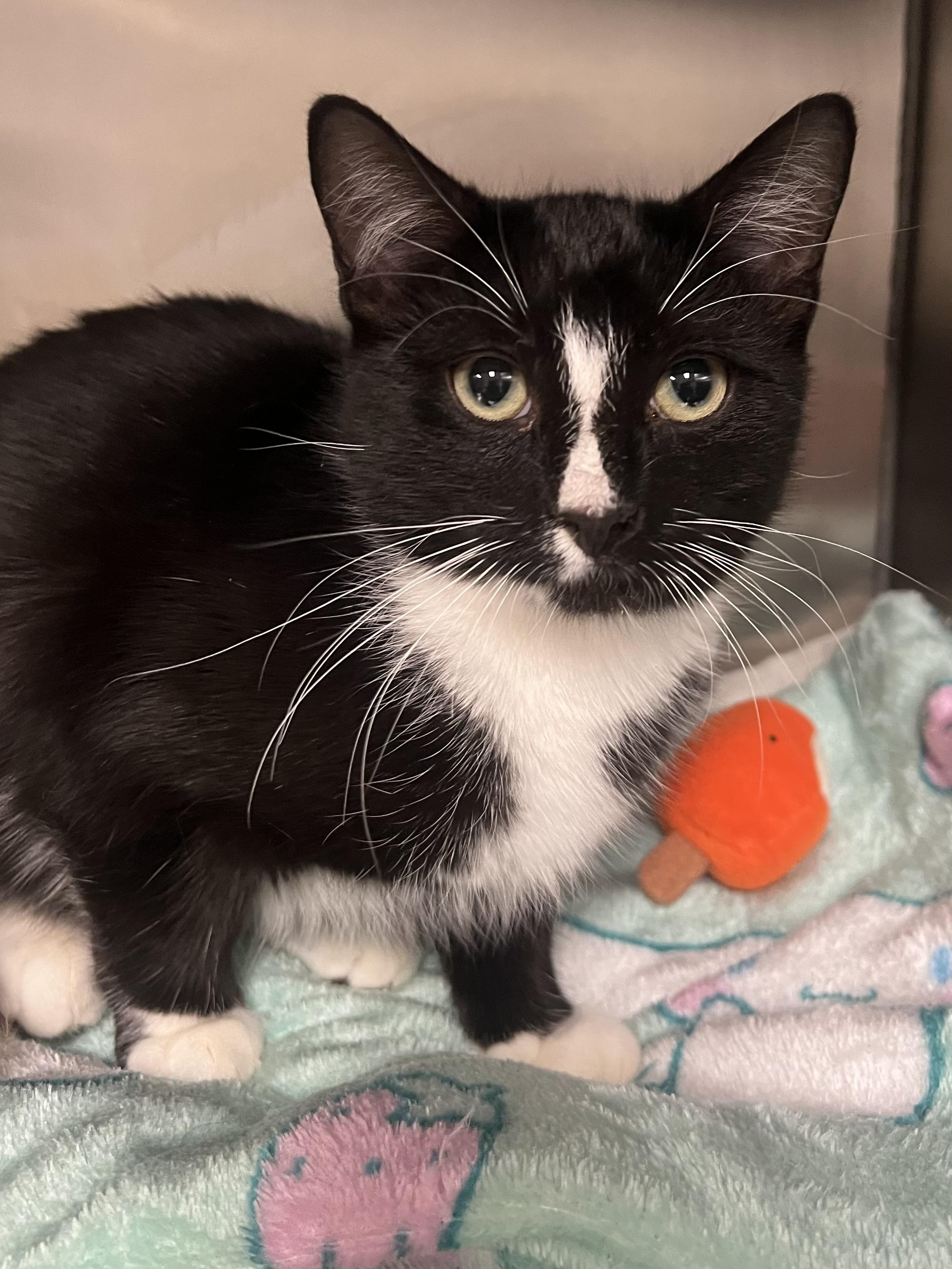 Licorice thumbnail 7