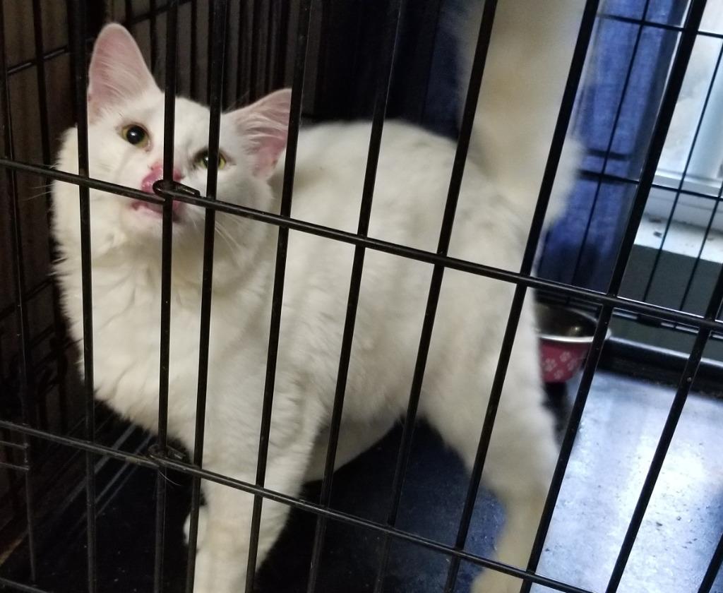 Enlarge Augie, a Adoptable Domestic Short Hair in The Dalles, OR image 1/3