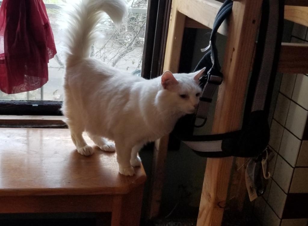 Enlarge Augie, a Adoptable Domestic Short Hair in The Dalles, OR image 2/3