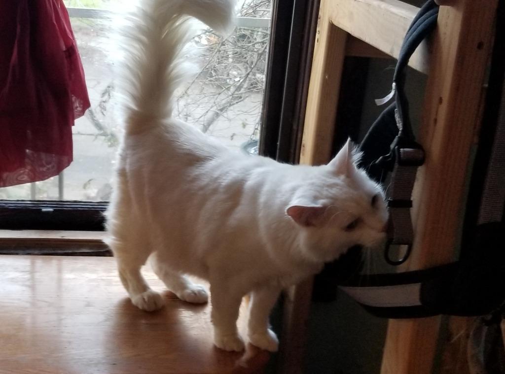 Enlarge Augie, a Adoptable Domestic Short Hair in The Dalles, OR image 3/3