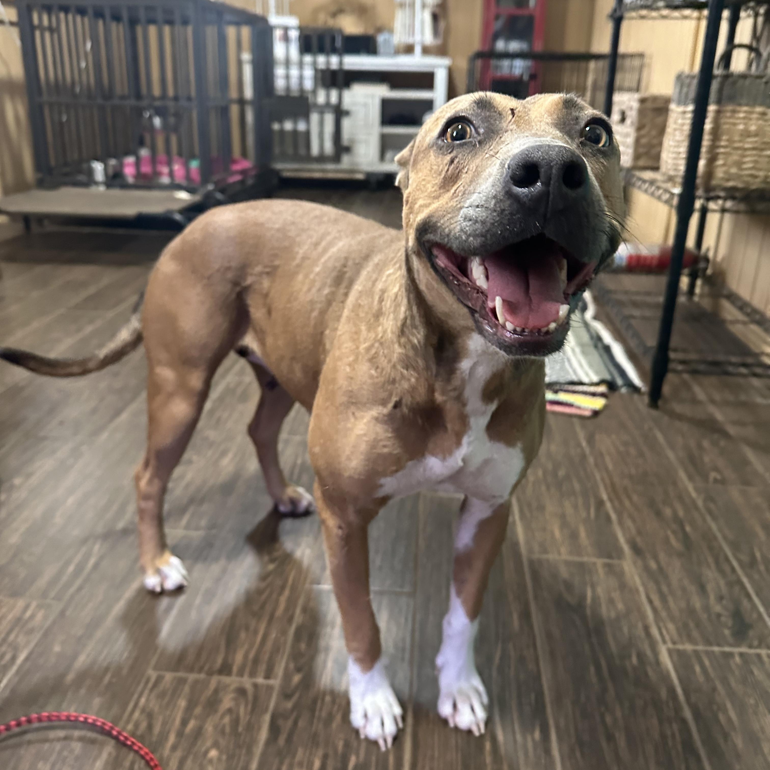 Enlarge Princess Cranberry, a Adoptable Pit Bull Terrier in Seguin, TX image 2/6