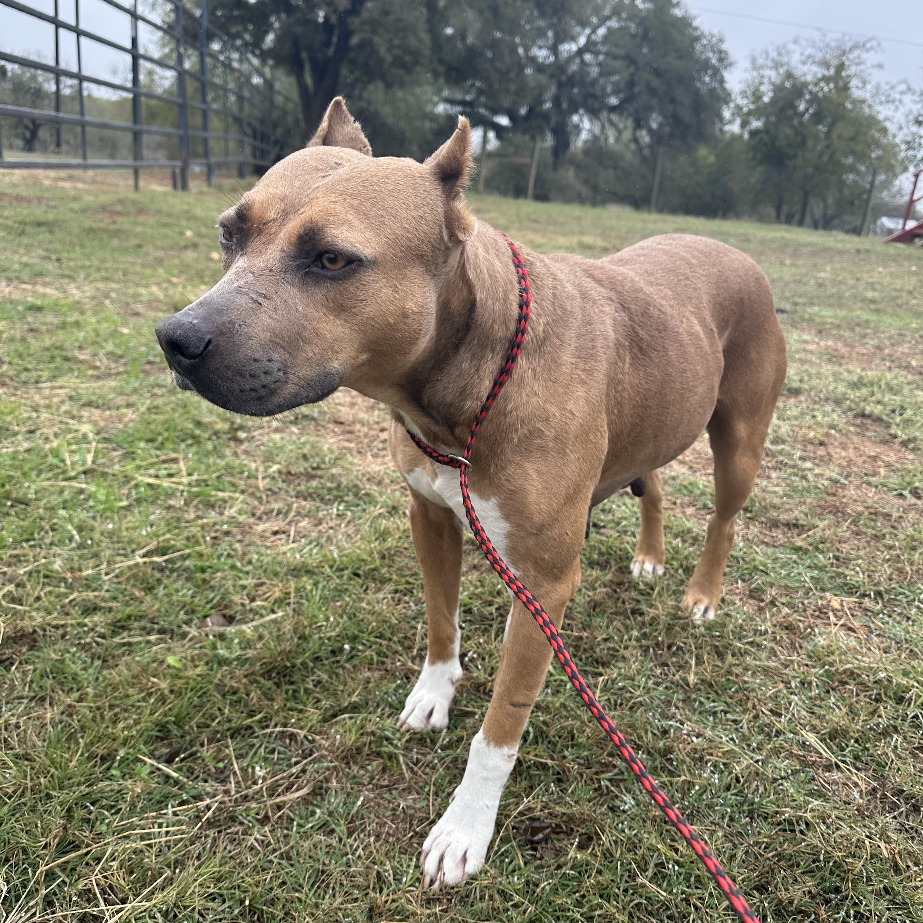 Enlarge Princess Cranberry, a Adoptable Pit Bull Terrier in Seguin, TX image 5/6