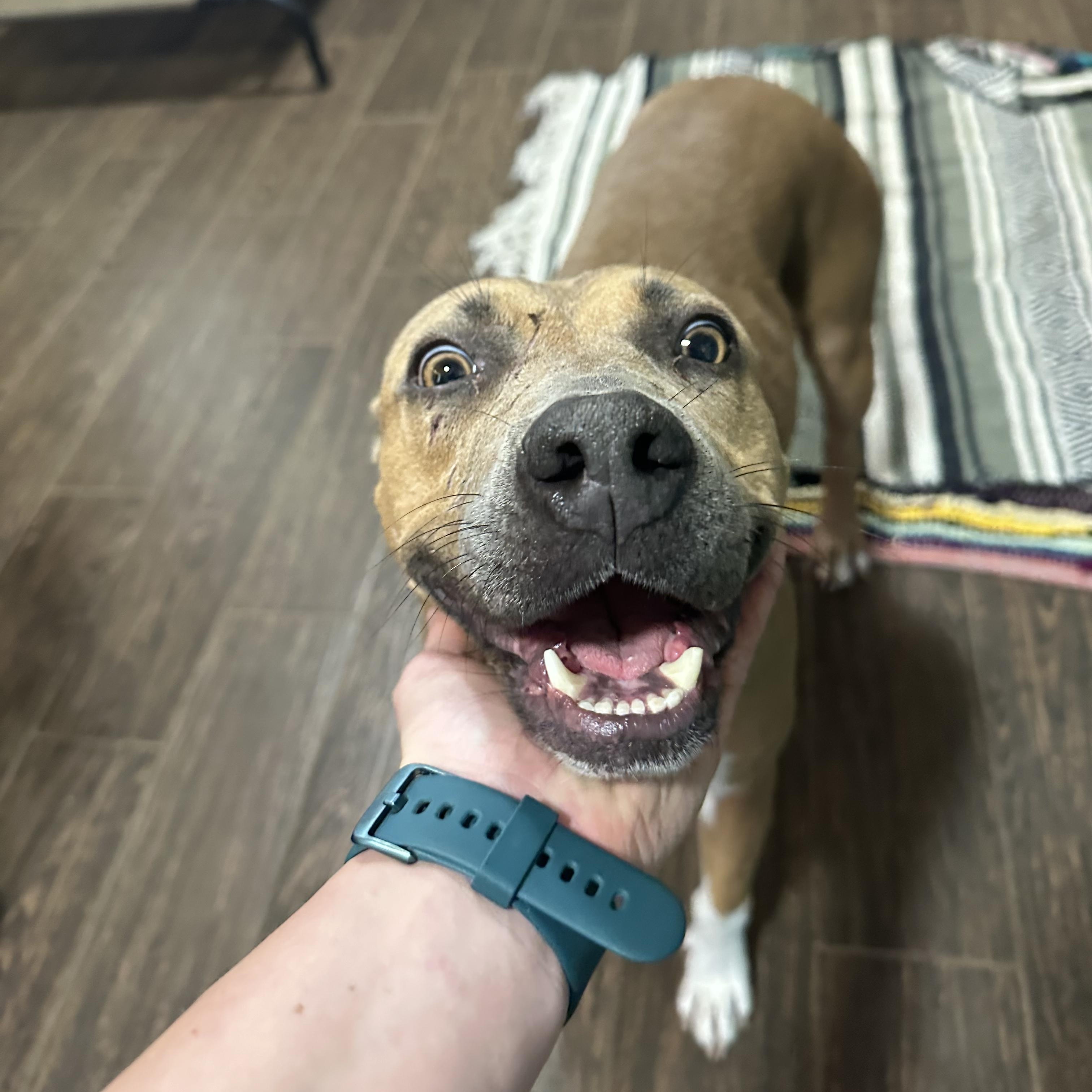 Enlarge Princess Cranberry, a Adoptable Pit Bull Terrier in Seguin, TX image 6/6