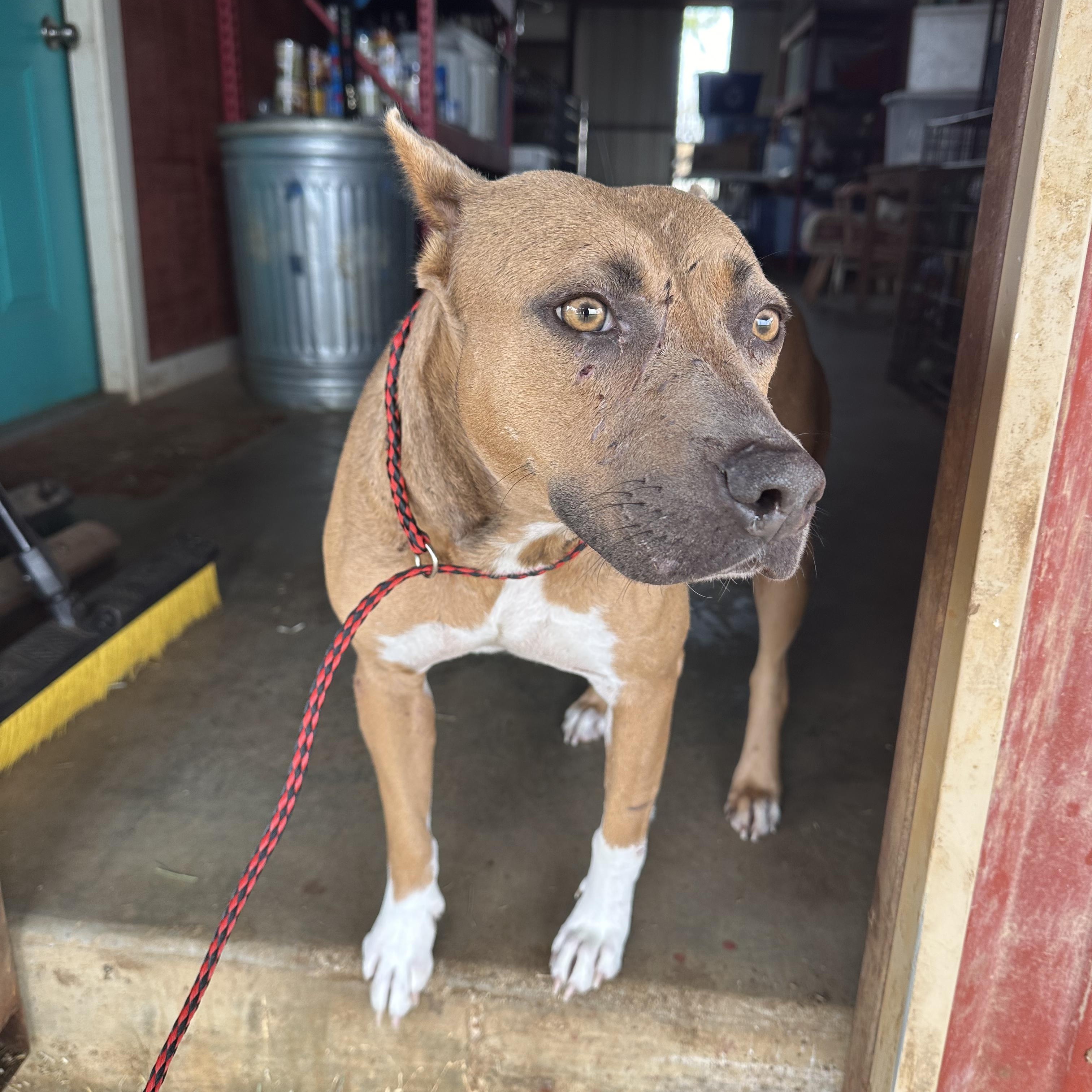 Enlarge Princess Cranberry, a Adoptable Pit Bull Terrier in Seguin, TX image 4/6