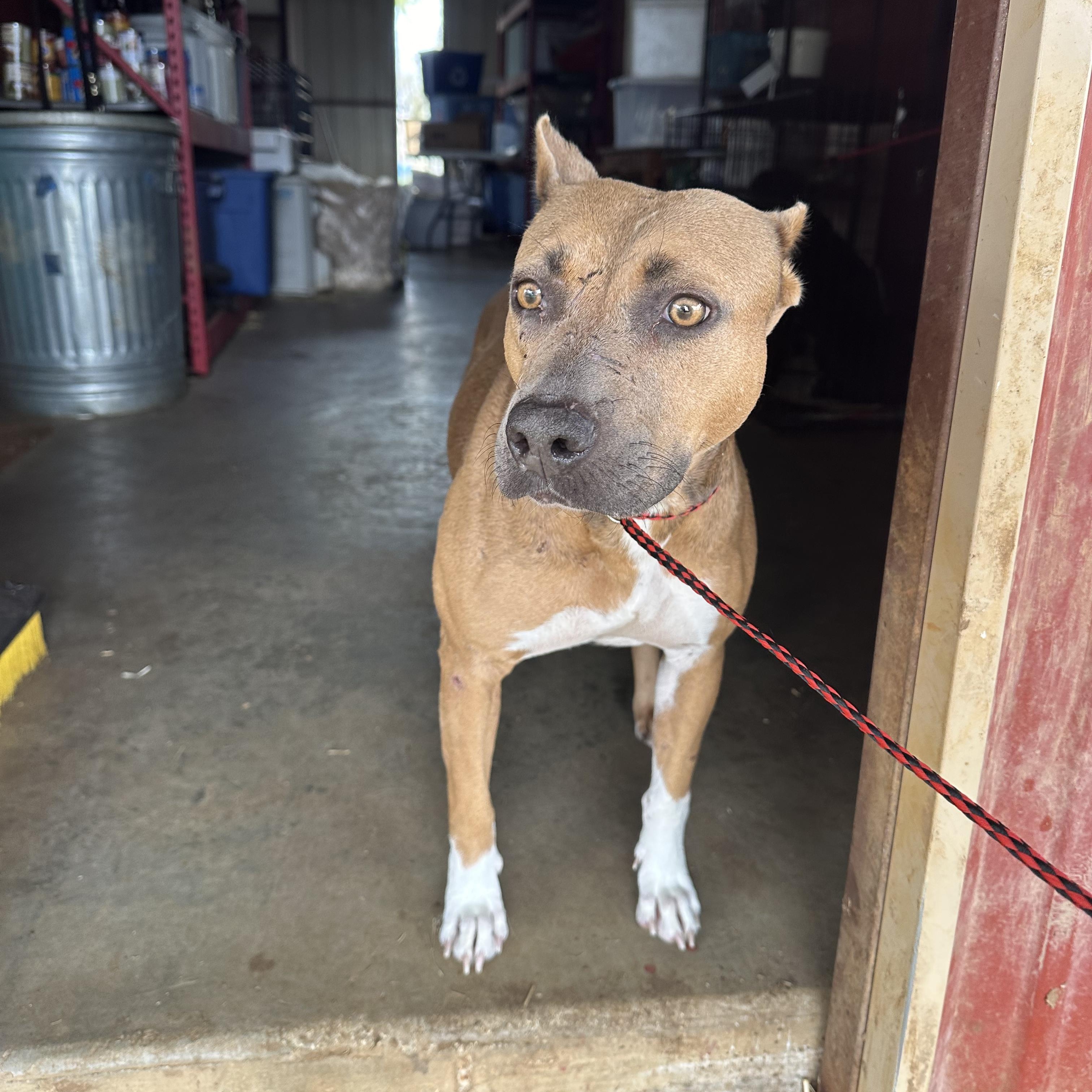 Enlarge Princess Cranberry, a Adoptable Pit Bull Terrier in Seguin, TX image 3/6