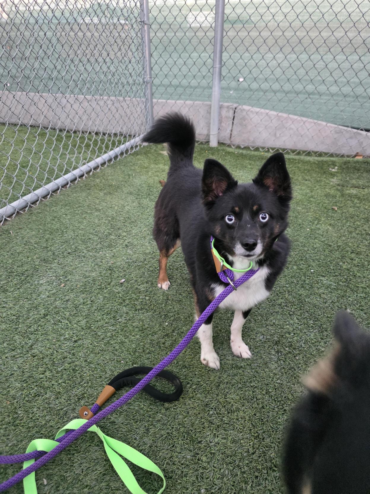 Enlarge Arizona, an adopted mixed breed in Fort Collins, CO image 2/2