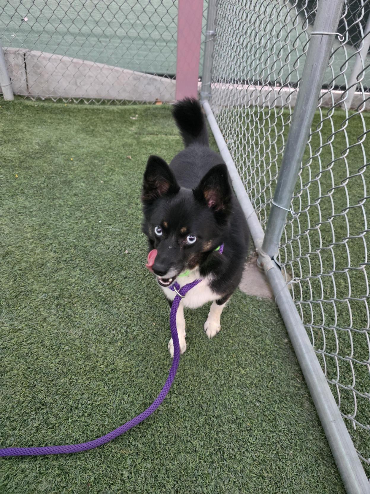 Arizona, adopted, Young Female Australian Shepherd & American Eskimo Dog.
