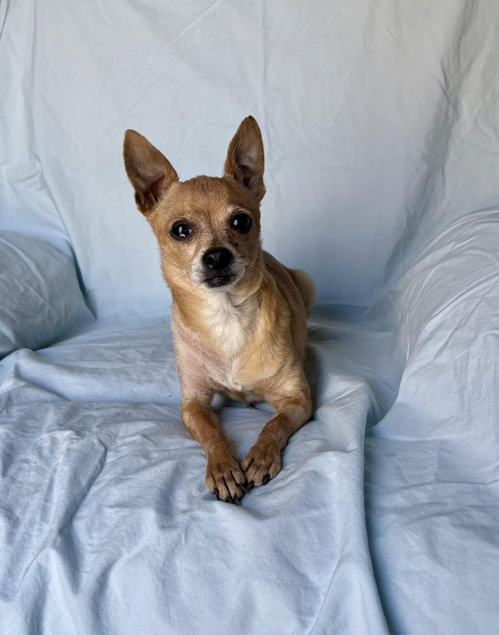 Biff, adopted, Adult Male Chihuahua.