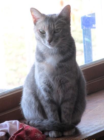 Coco, a Adoptable Domestic Short Hair in Frederick, MD image 1/5