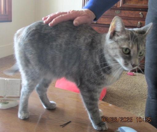 Coco, a Adoptable Domestic Short Hair in Frederick, MD image 2/5