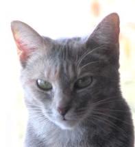 Coco, a Adoptable Domestic Short Hair in Frederick, MD image 3/5