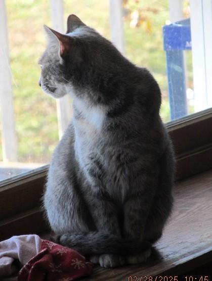 Coco, a Adoptable Domestic Short Hair in Frederick, MD image 4/5