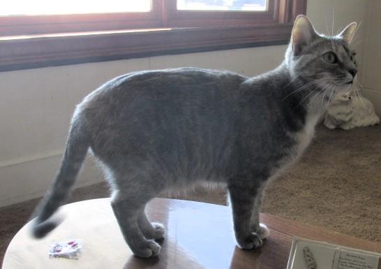 Coco, a Adoptable Domestic Short Hair in Frederick, MD image 5/5