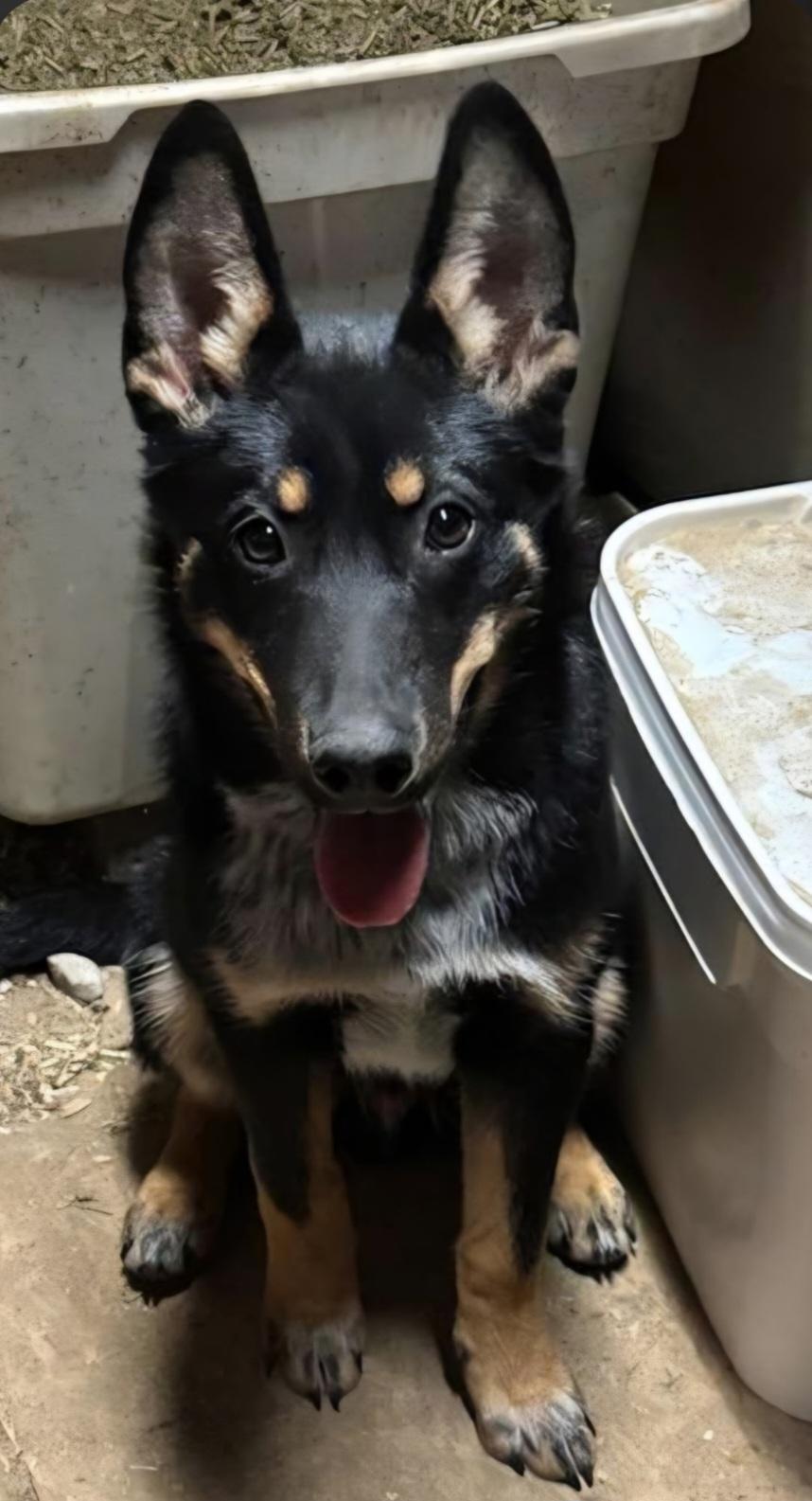 Enlarge Rocket, a ADOPTABLE mixed breed in Liberty Center, OH image 3/3
