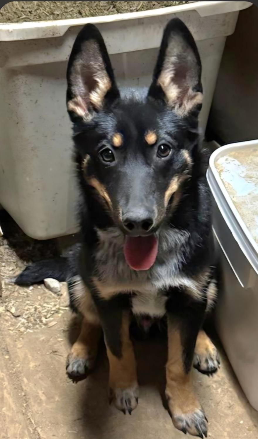 Enlarge Rocket, a ADOPTABLE mixed breed in Liberty Center, OH image 1/3