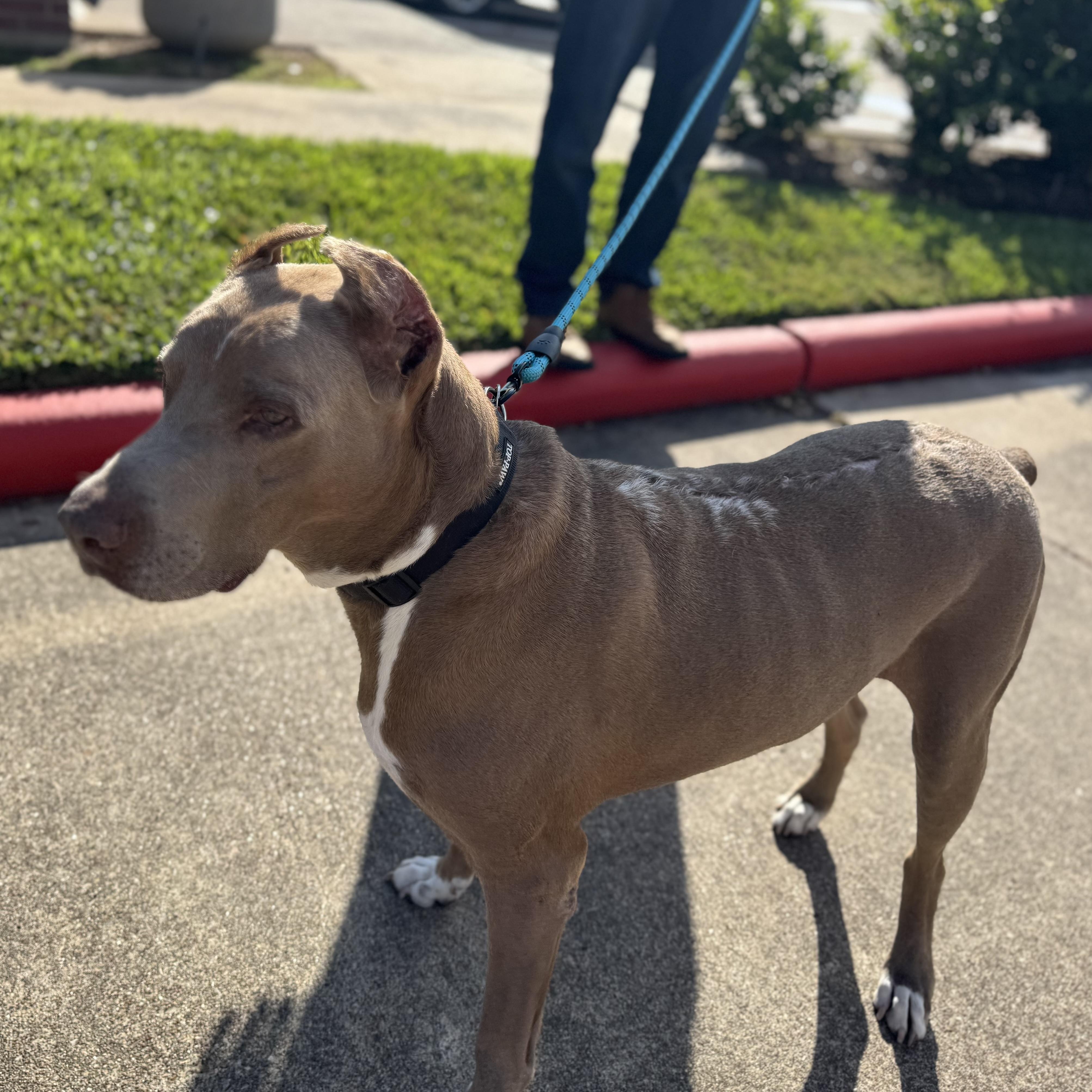 Maximus — thumbnail 3