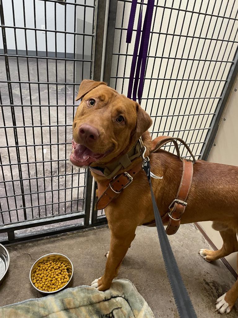 Russell Shelley, Adoptable, Adult Male Labrador Retriever & Mixed Breed.