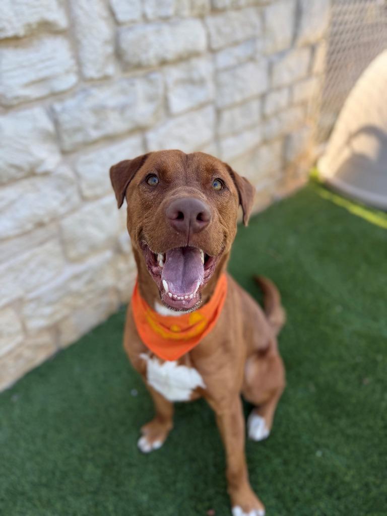 Russell Shelley, a Adoptable mixed breed in Richland Hills, TX image 2/6