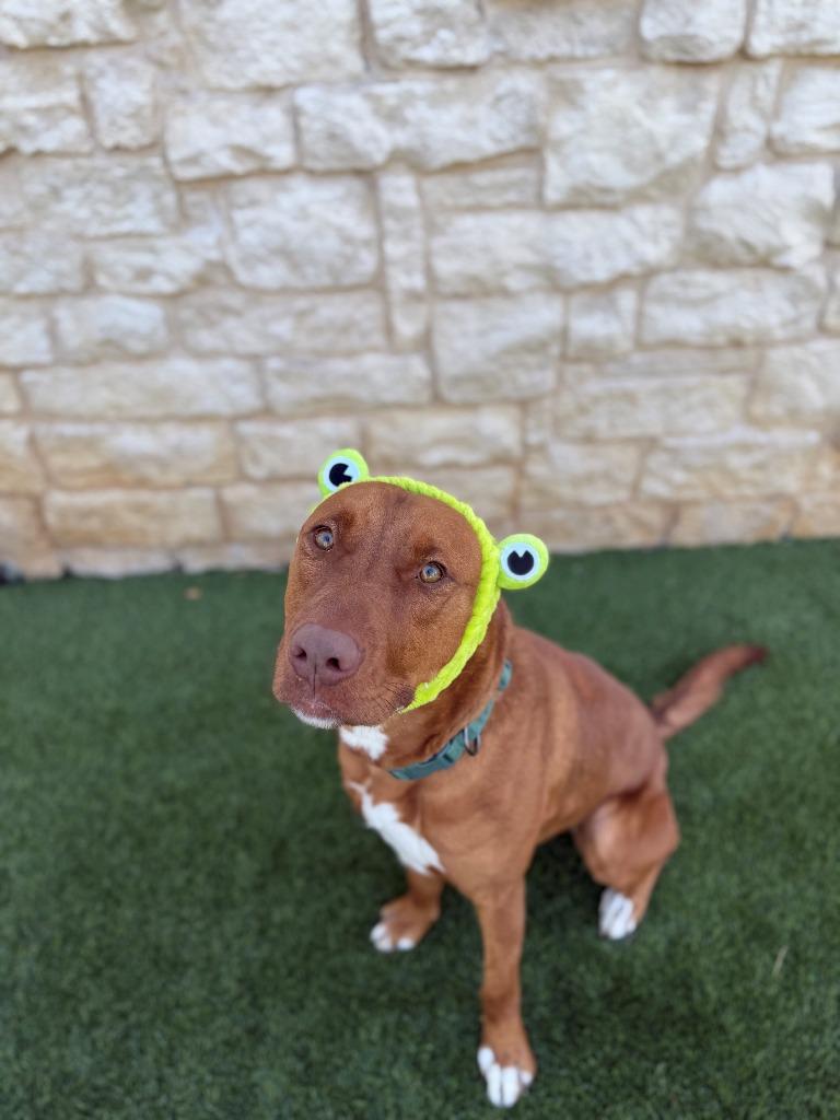 Russell Shelley, a Adoptable mixed breed in Richland Hills, TX image 3/6