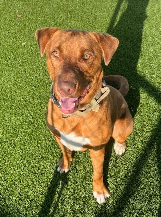 Russell Shelley, a Adoptable mixed breed in Richland Hills, TX image 4/6