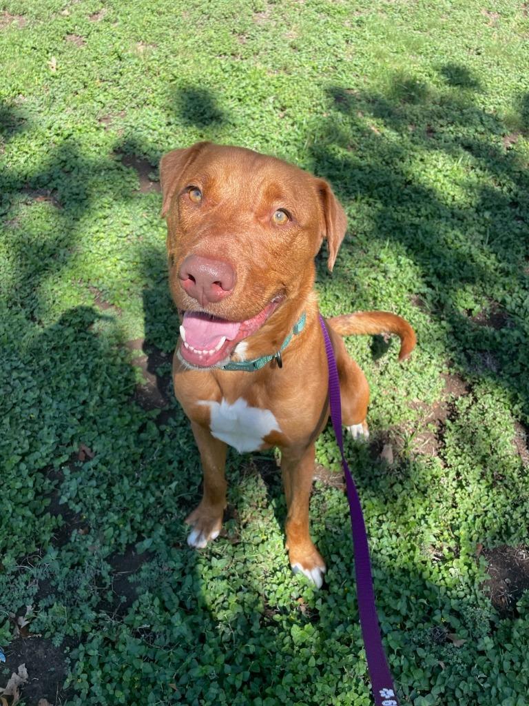 Russell Shelley, a Adoptable mixed breed in Richland Hills, TX image 5/6