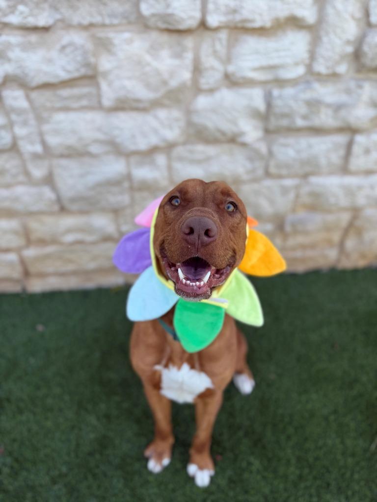 Russell Shelley, a Adoptable mixed breed in Richland Hills, TX image 6/6