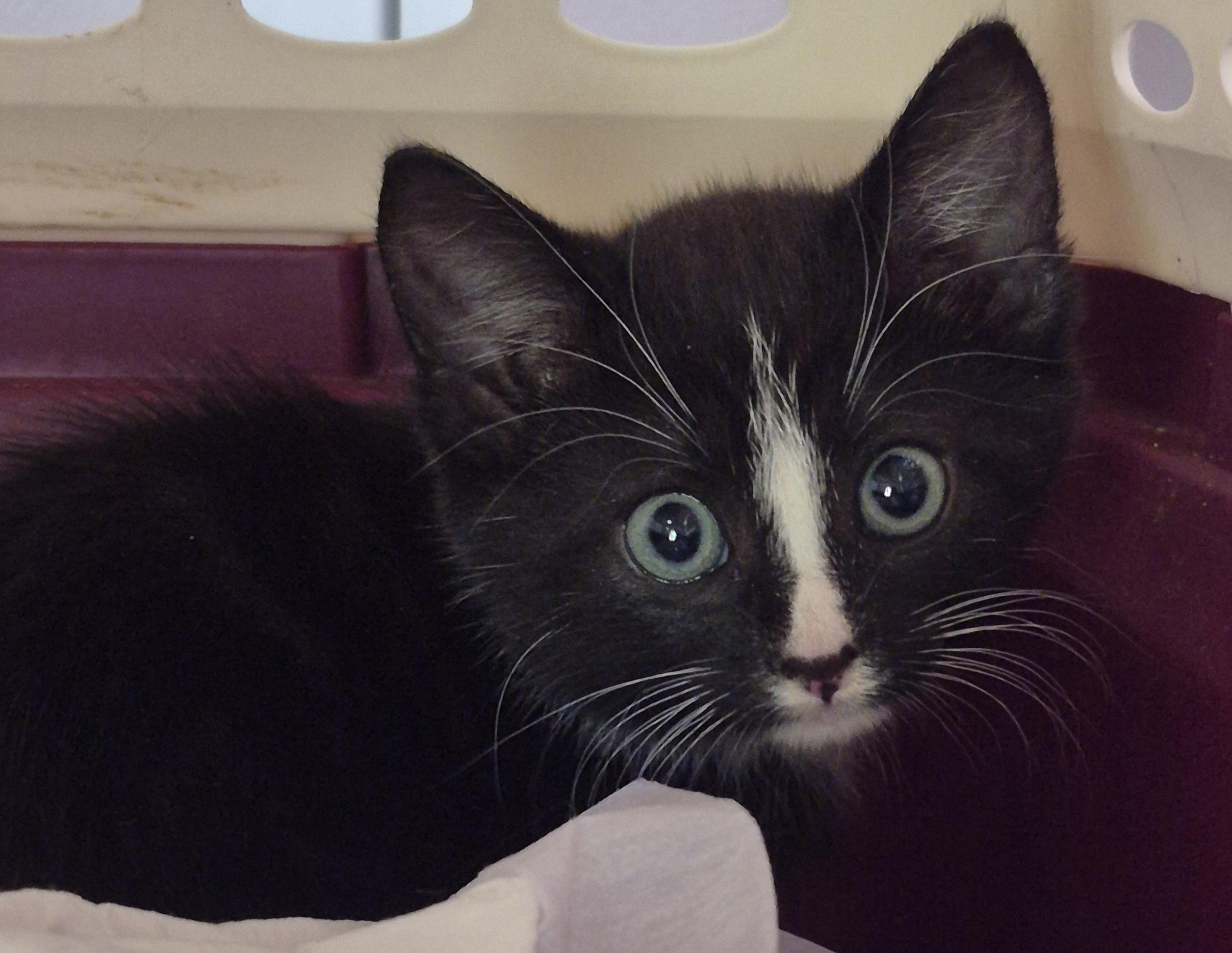 Pepe' La Pew thumbnail 2